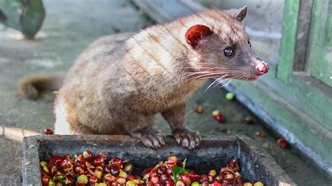 Indonesia (sumatra) 100% arabica beans certified 100% wild asian palm civet by the consulate general of indonesia in vancouver. 3 Reasons Why You Shouldn't Drink Luwak Coffee | Intrepid ...