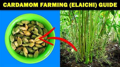 Cardamom Farming Cardamom Elaichi Cultivation How To Grow