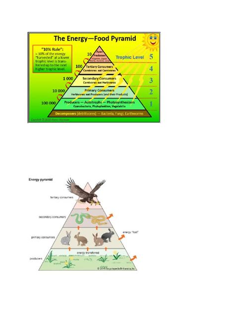 Energy Pyramid Pdf