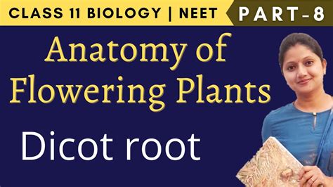 Anatomy Of Flowering Plants Class 11 Biology Neet Part 8 Youtube