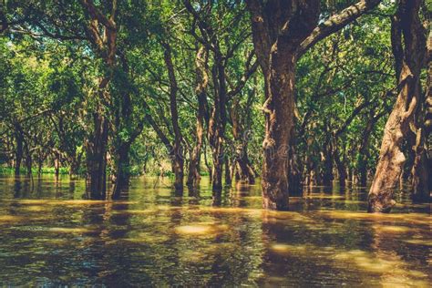 Flooded Trees In Mangrove Rain Forest Kampong Phluk Cambodia Stock