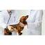 Pet Health Club  Marshalswick Veterinary Surgery