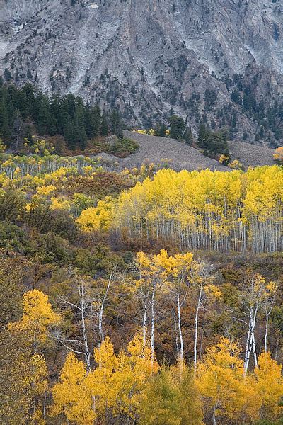 Marcellina Mountain Autumn Crested Butte Co Thomas Mangan