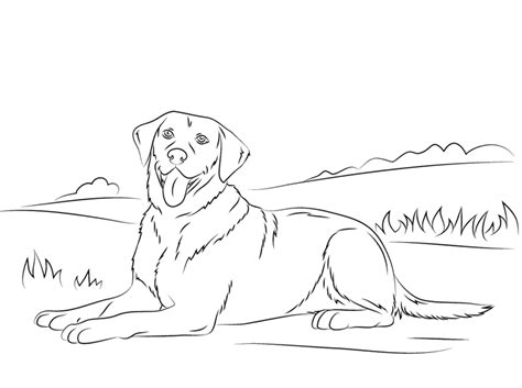 Dessin De Chien Labrador  Coloriage Labrador Beau Images Dessin De
