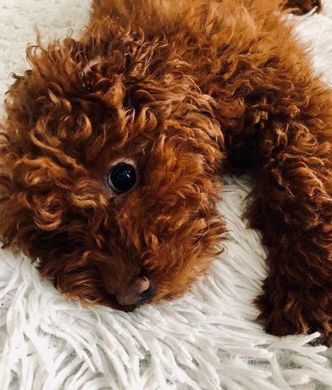 71 Best Male Poodle Dog Name Ideas Petpress Dog Names Dog Breed
