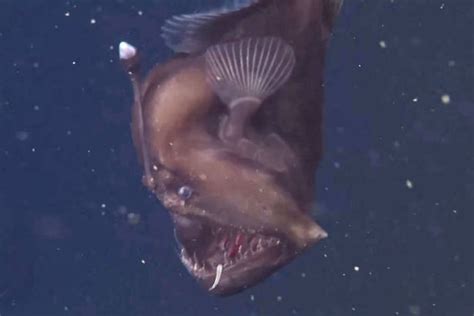 Nightmarish Sea Devil Fish Caught On Camera For The First Time