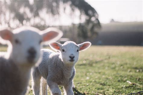 Wallpaper Id 229635 Two Baby Lambs With Trimmed Coat Looking At The