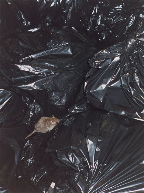 Wolfgang Tillmans Rat On Trash Bags 1995 Moma In 2023 Wolfgang