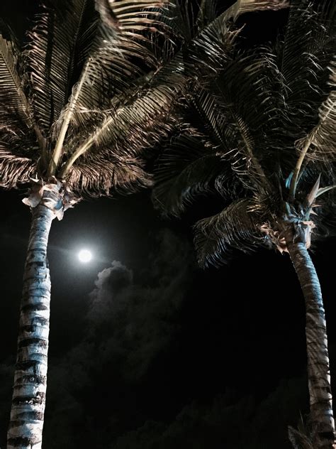 Night Moonlight Palm Tree Dark Full Moon Clouds Midnight Aesthetic
