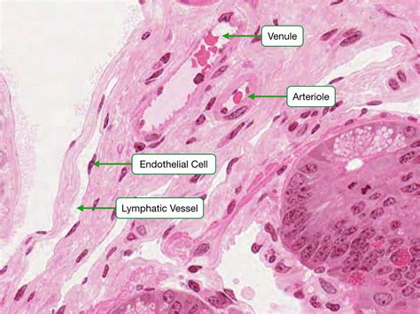Venule Histology