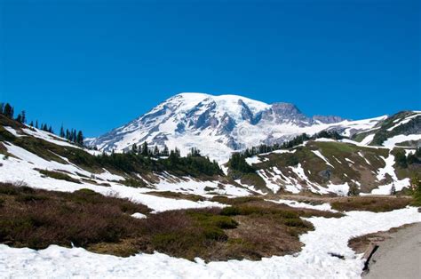 Mt Rainier Scenic Landscape Stock Photo Image Of Bloom Mountainside