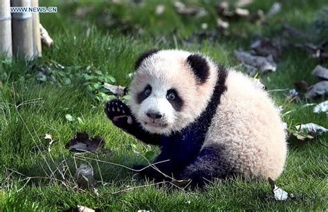 Giant Panda Cub Goes Outdoor For 1st Time Cn