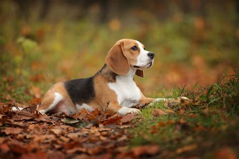 How To Identify A Purebred Beagle A Complete Guide