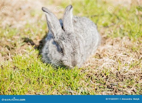 The Flemish Giant Is A Breed Of Domestic Rabbit On White Background A