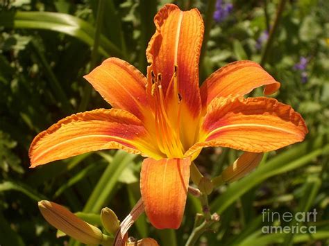 Big Orange Flower Like Lilium Photograph By Svetlana Bojkova Pixels