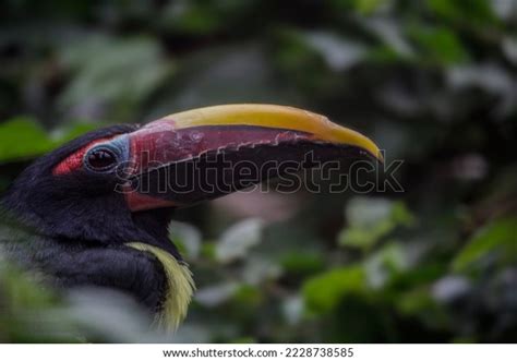 Portrait Green Aracari Pteroglossus Viridis High Stock Photo 2228738585