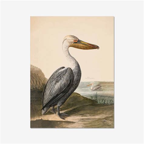 Pelican Fine Art Print Ellie White