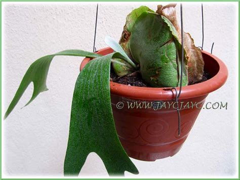 Home services experienced pros happiness guarantee. Successful propagation of a Staghorn Fern (Platycerium bif ...