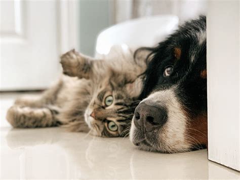 Speaking Their Language A Dive Into Cat And Dog Behaviors The Home Tome