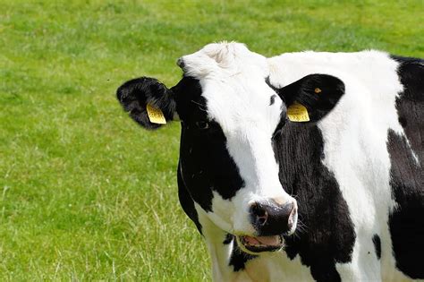 Cow Milk Cow Holstein Cattle Cattle Breed Schwarzbunt Portrait