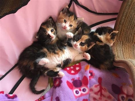 Mama Cat And Her 4 Calico Babies Rescued A Day Before Death Row Cant