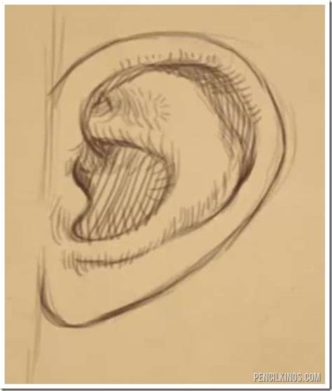 How To Draw Realistic Ears Front View Drawing Human Ears Is A Very