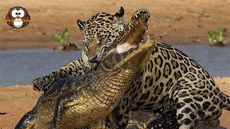 Mewarnai gajah dan jerapah / buku mewarnai full co. Foto Hd Elang Vs Harimau / 200 Gambar Elang Vs Singa Hd ...