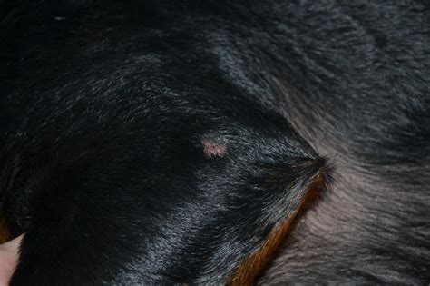 My 3 Year Old Rottweiler Has A Raised Scab On The Outside Of His Left