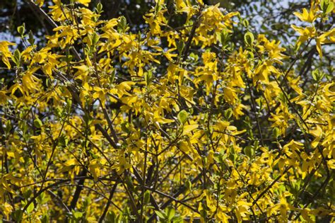 Forsythia Shrub With Bright Yellow Four Lobed Flowers Clippix Etc