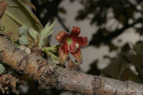 West African Plants A Photo Guide Sterculia Setigera Delile