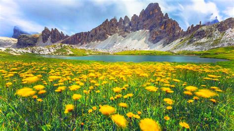 Alpes Dolomites In Italy Spring Wild Flowers Green Grass Beautiful