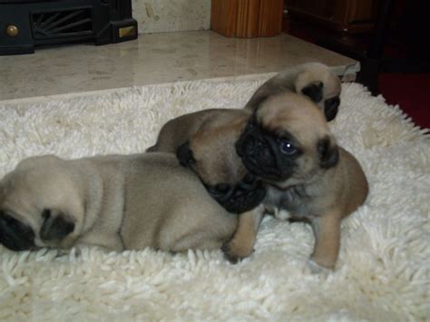Check spelling or type a new query. PUGS FOR SALE 1000 | Bristol, Bristol | Pets4Homes