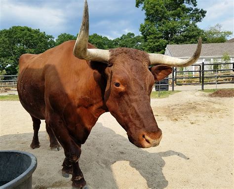 Wyatt The Ox Passes Away At Buttonwood Park Zoo