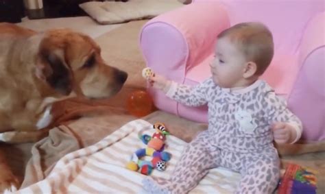 Dogs And Babies Playing Together Funny Animals Video Try Not To Laugh