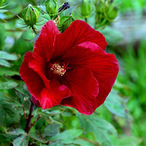 Giant Red Hibiscus Photograph By Kathleen Stephens Fine Art America