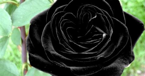 dunia kata: mawar hitam