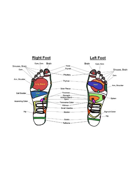 Free Foot Reflexology Chart 02 Pdf