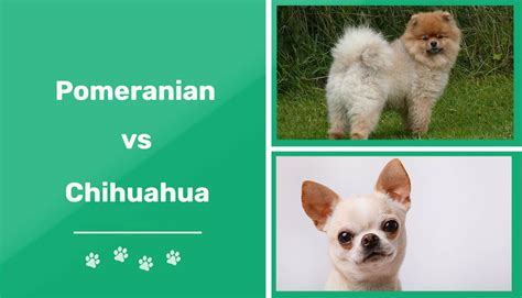 Pomeranian Vs Chihuahua Notable Variations And Similarities Updated