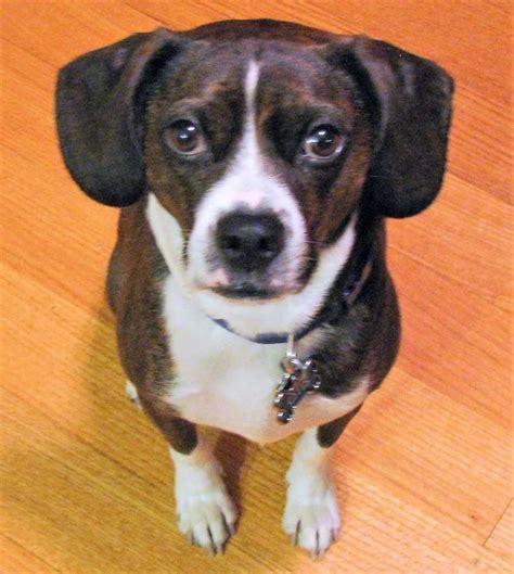 We seek to serve our community by fostering relationships, promoting education and making a positive impact on pet overpopulation. Beagle dog for Adoption in Boston, MA. ADN-489956 on ...