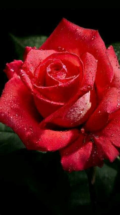 Only For You My Love Beautiful Rose Flowers Love Rose Romantic