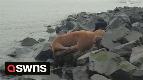 Walrus Spotted Chilling On Northumberland Coast Swns Youtube