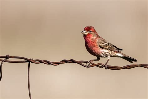 House Finch Haemorhous Mexicanus Male Jackson County O Flickr