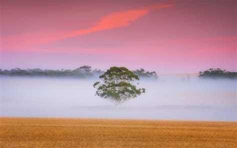1920x1200 Fogy Field And A Tree 1200p Wallpaper Hd Nature 4k