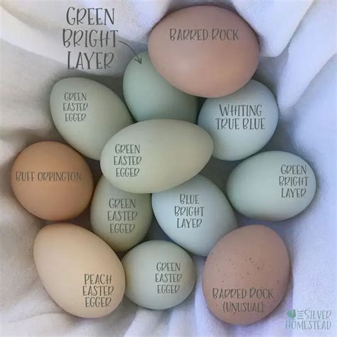 Colores De Huevos De Pollo Por Raza Silver Homestead Guides Online