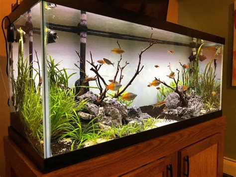 75 Gallon Planted Rainbowfish Tank Aquariums