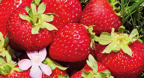Buah strawberry berasal dari amerika latin ini memang segar ketika dibuat olahan minuman atau campuran kue. Cara menanam strawberry dengan cepat dan bermanfaat