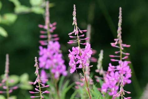 South Dakota Native Plants List 15 Stunning Garden Flowers