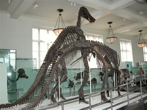 Jun 10, 2021 · deportes el guiño de lautaro martínez al barcelona en medio de una nueva ofensiva del club catalán para contratarlo frenó su renovación con el inter y su. Museos de dinosaurios en Madrid y Barcelona