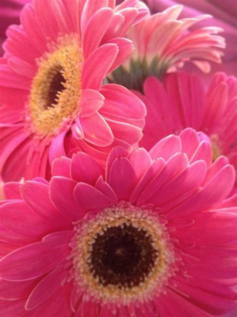 Pink Flowers With Yellow Centers In A Vase