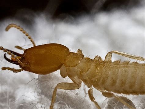 The best detective in the land is of course sherlock. What Do Termites Look Like Pictures - Termites Info